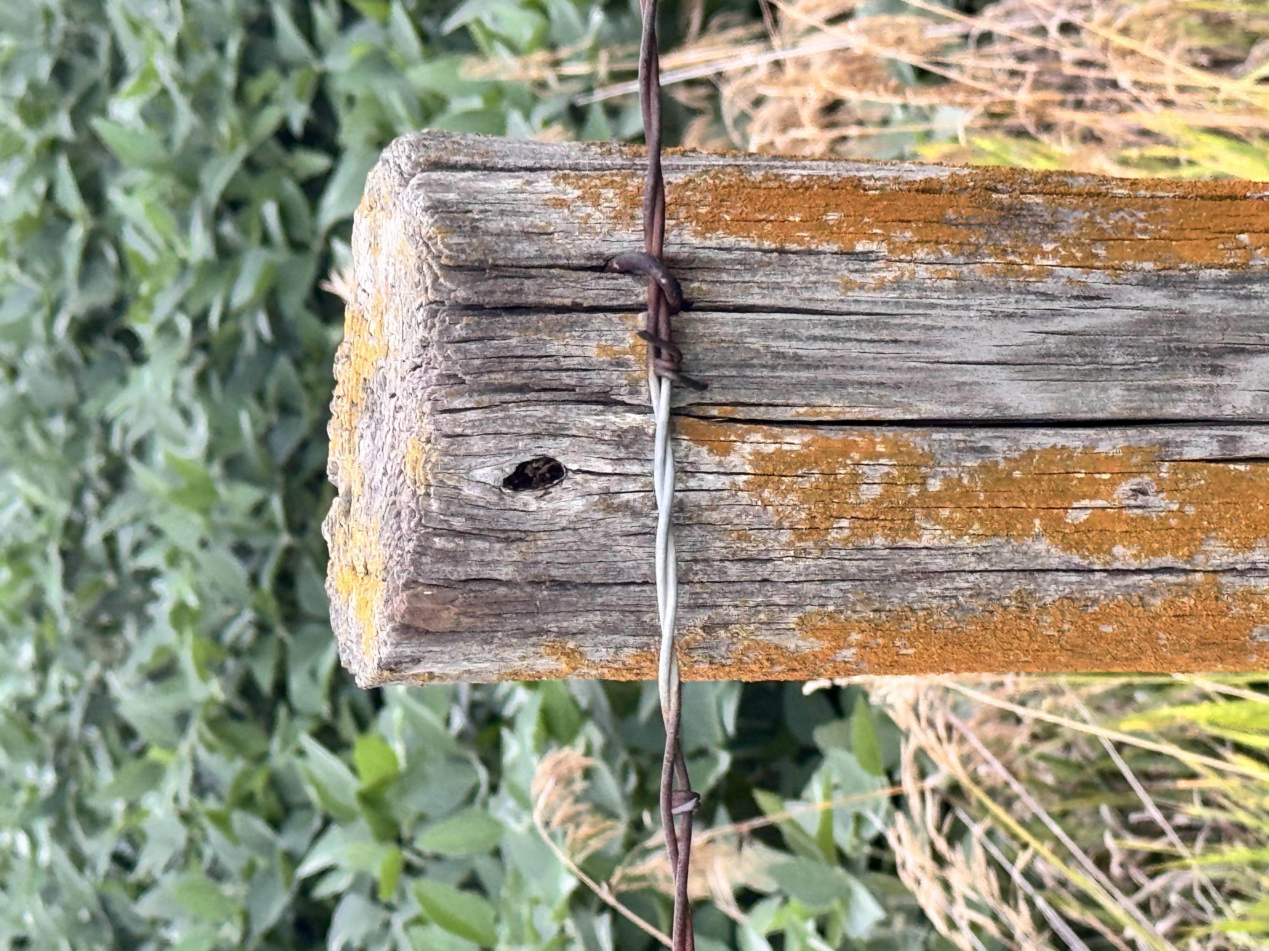 A weathered Nebraska fence post wrapped with barbed wire