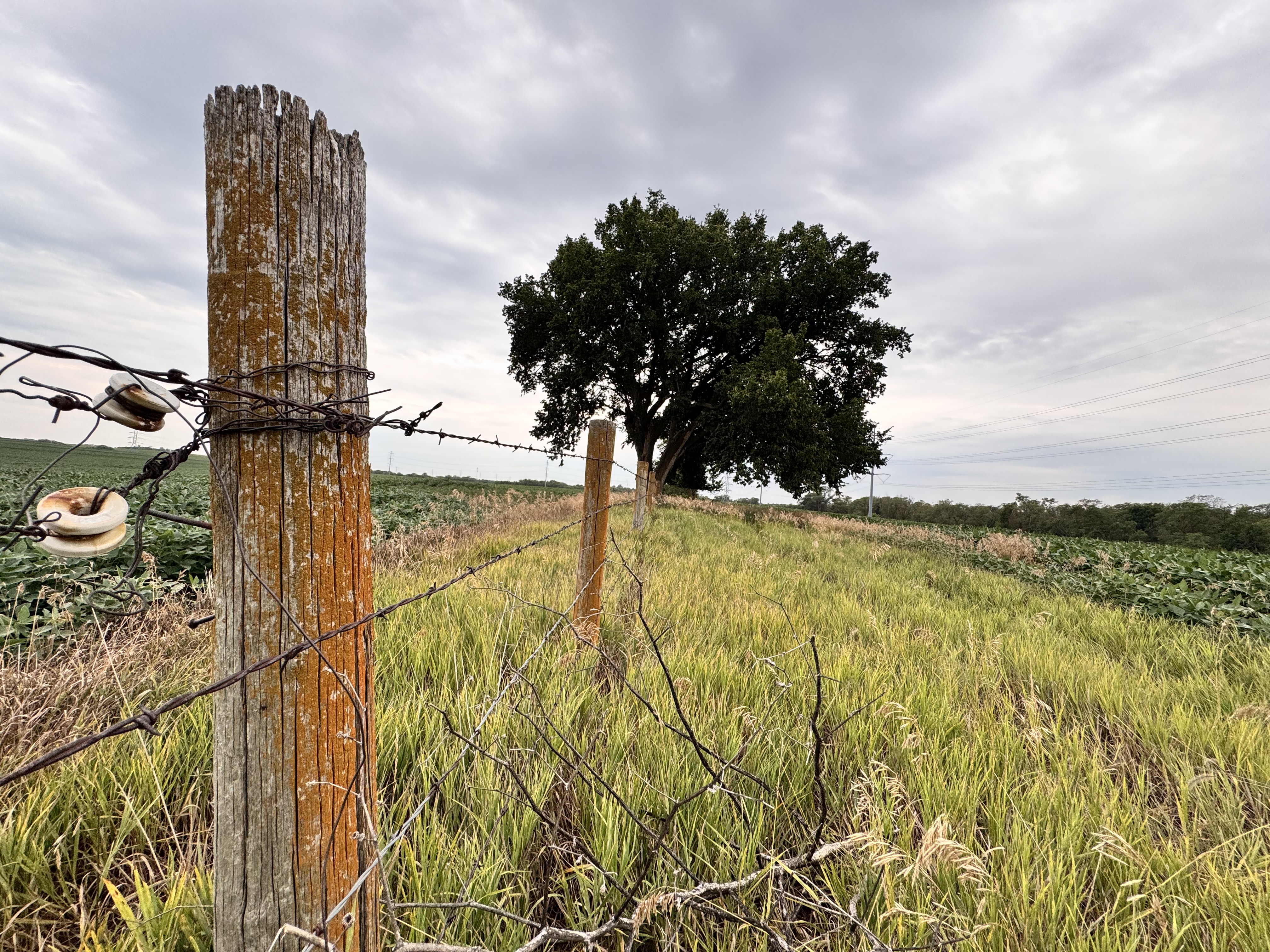 A Nebraska field bordered by an old fence with a mature tree on the horizon